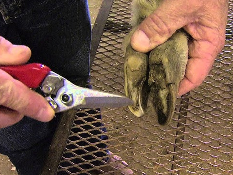 Hoof Trimming Tools