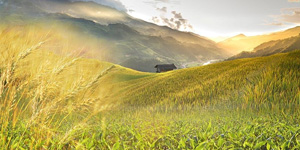 Climate-Resilient Crop Varieties