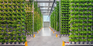Vertical Farming System