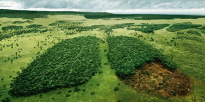 Environmental Awareness Campaigns
