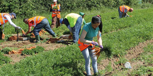 Farmers' Support Networks